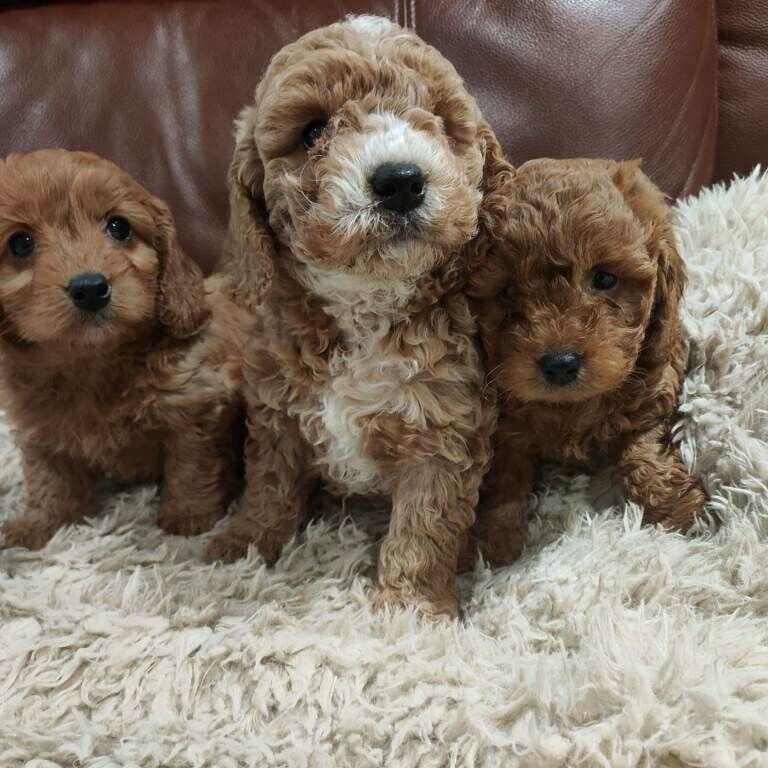 Cockapoo puppies for sale in Dungannon, County Tyrone – 11 weeks old
