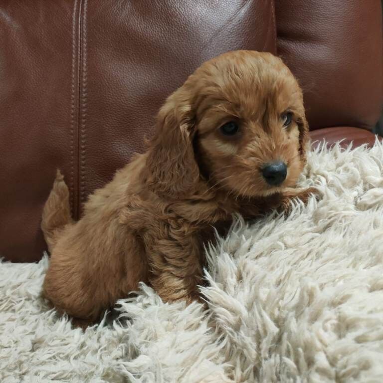 Cockapoo puppies for sale in Dungannon, County Tyrone – 3 months old - Image 2 of 3