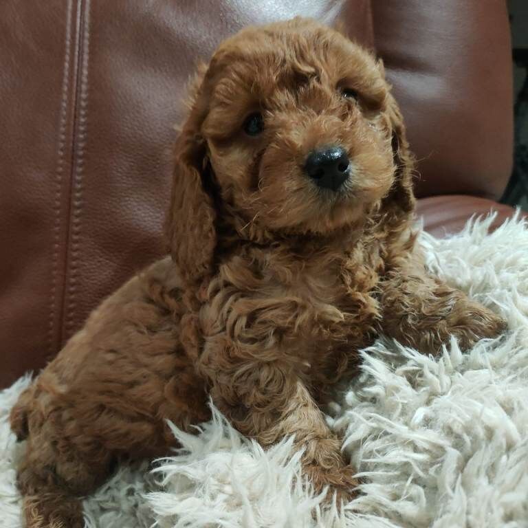 Cockapoo puppies for sale in Dungannon, County Tyrone – 3 months old - Image 3 of 3