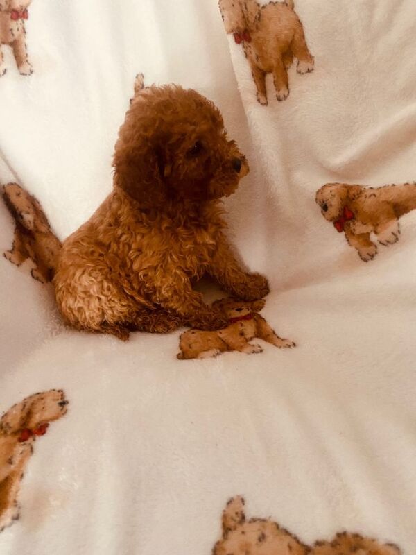 Cockapoo puppies for sale in Newtownbutler, County Fermanagh β KC registered, 8 weeks old