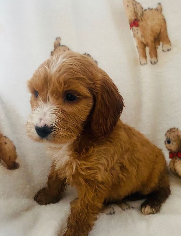 Cockapoo puppies for sale in Newtownbutler, County Fermanagh – KC registered, 9 weeks old - Image 2 of 4