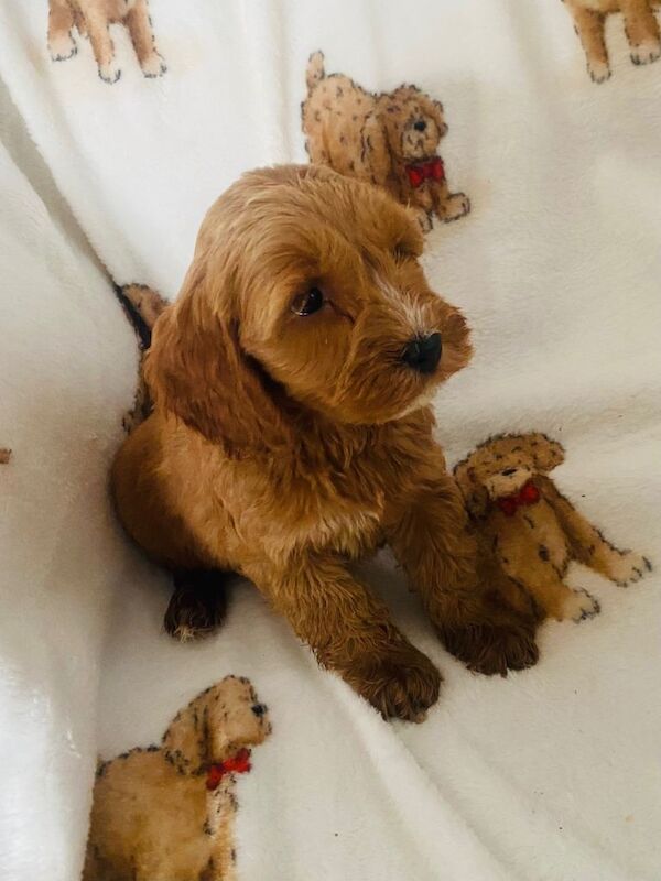 Cockapoo puppies for sale in Newtownbutler, County Fermanagh – KC registered, 9 weeks old - Image 3 of 4