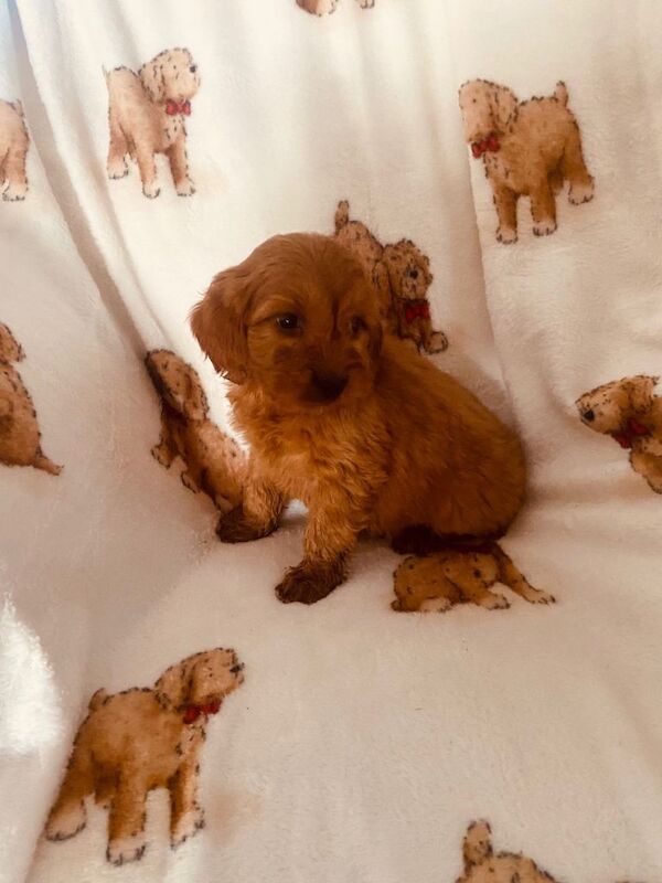 Cockapoo puppies for sale in Newtownbutler, County Fermanagh – KC registered, 9 weeks old - Image 4 of 4