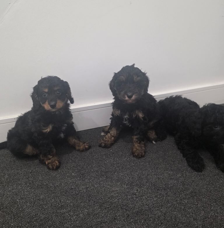 Cockapoo puppies for sale in Newham, Cornwall – 9 weeks old