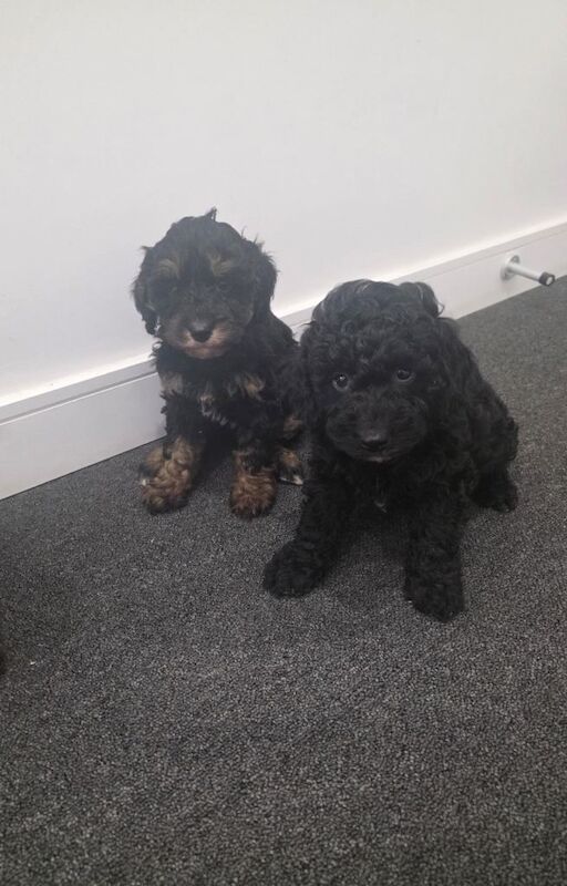 Miniature cockapoo puppies - Image 2 of 5