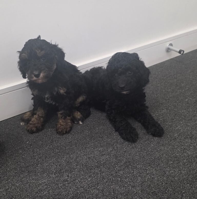 Miniature cockapoo puppies - Image 3 of 5