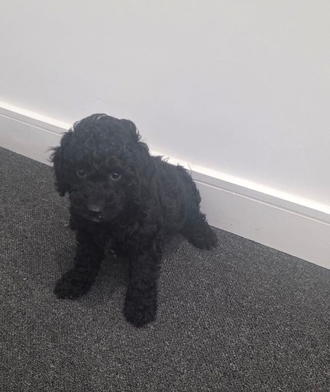 Miniature cockapoo puppies - Image 4 of 5