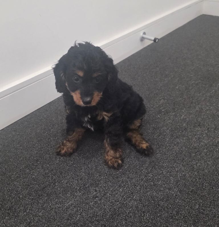 Miniature cockapoo puppies - Image 5 of 5