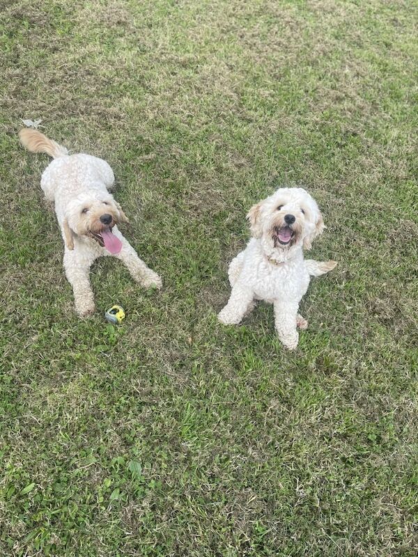 Cockapoo puppies for sale in Enniskillen, County Fermanagh – 4 weeks old