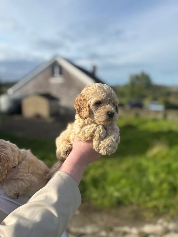 Cockapoo puppies for sale in Enniskillen, County Fermanagh – 7 weeks old
