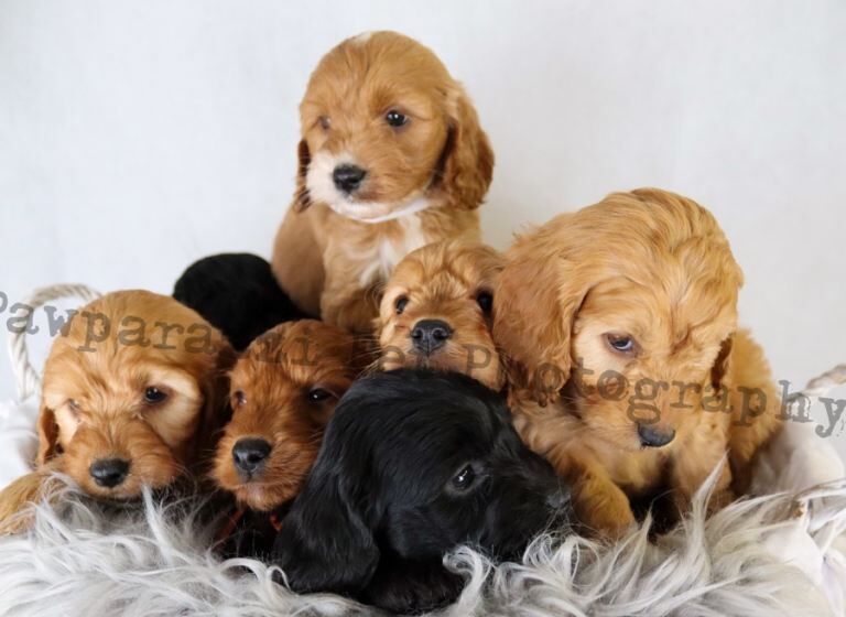 Cockapoo puppies for sale in Dungannon, County Tyrone – KC registered, 2 weeks old