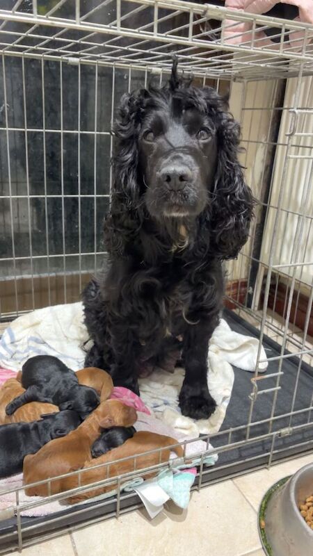 Cockapoo puppies for sale in Dungannon, County Tyrone – KC registered, 3 weeks old - Image 2 of 4