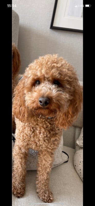 Cockapoo puppies for sale in Dungannon, County Tyrone – KC registered, 3 weeks old - Image 4 of 4