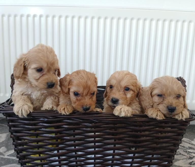 Miniature cockapoo puppies PRA Clear - Image 2 of 5