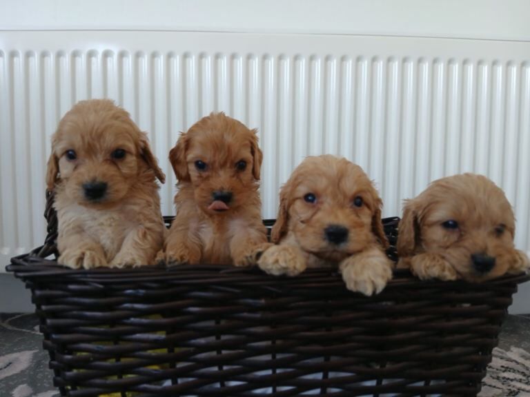 Miniature cockapoo puppies PRA Clear - Image 3 of 5