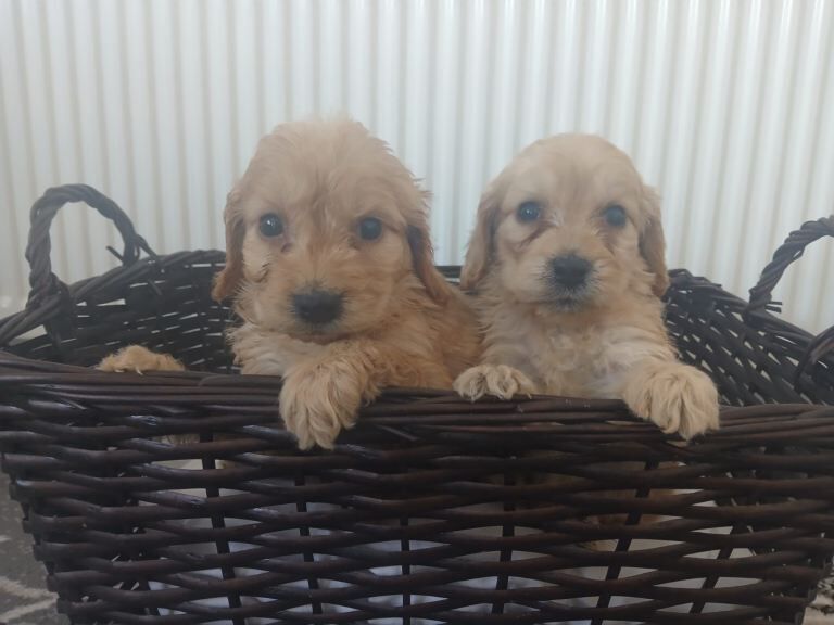 Miniature cockapoo puppies PRA Clear - Image 4 of 5