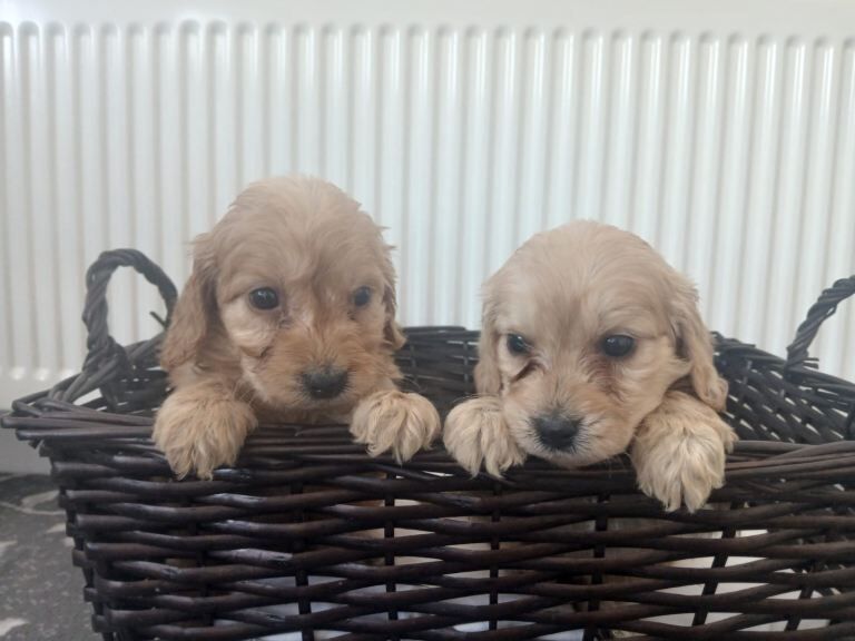 Miniature cockapoo puppies PRA Clear - Image 5 of 5
