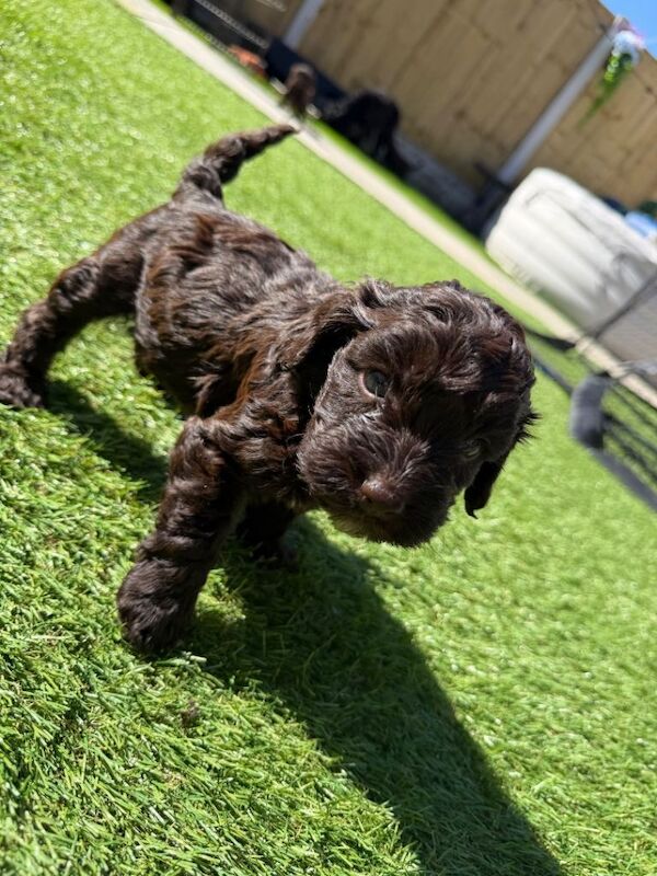 Miniature cockapoo puppies ready soon - Image 2 of 3