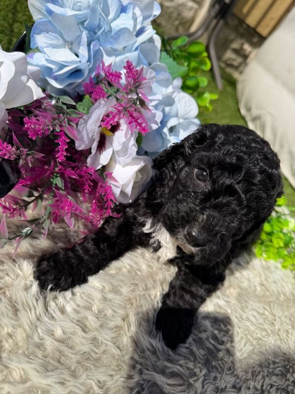 Miniature cockapoo puppies ready soon - Image 3 of 3