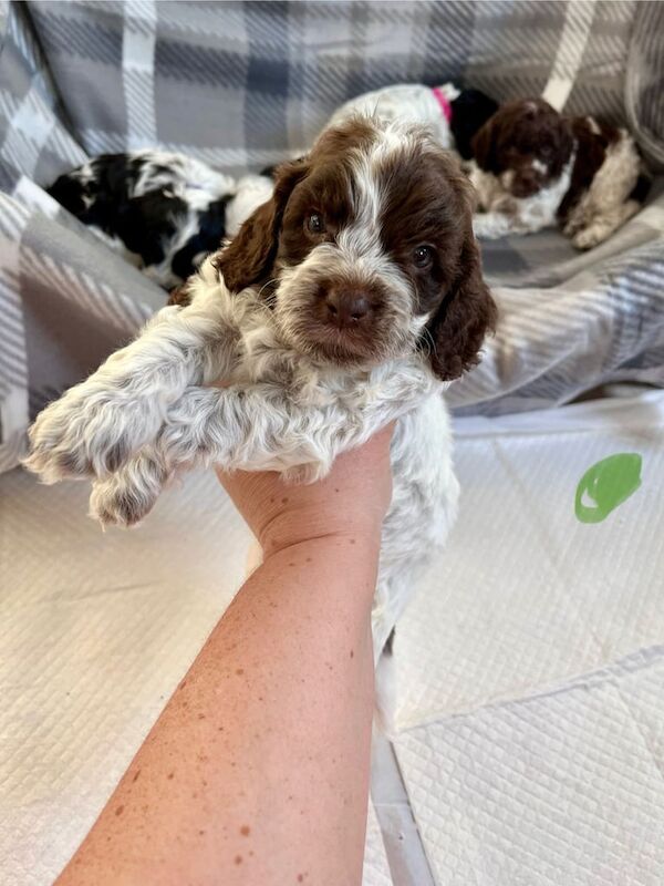 Miniature Cockapoo puppies show cocker mum - Image 3 of 3