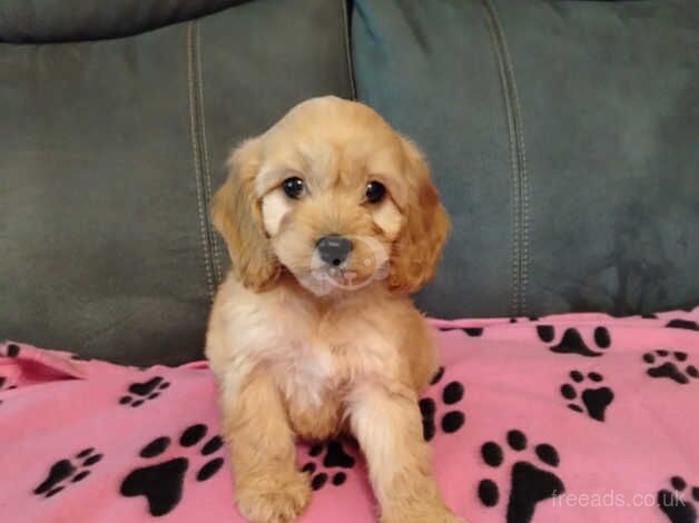 Cockapoo puppies for sale in Newtownabbey, County Antrim – 1 year old - Image 2 of 5