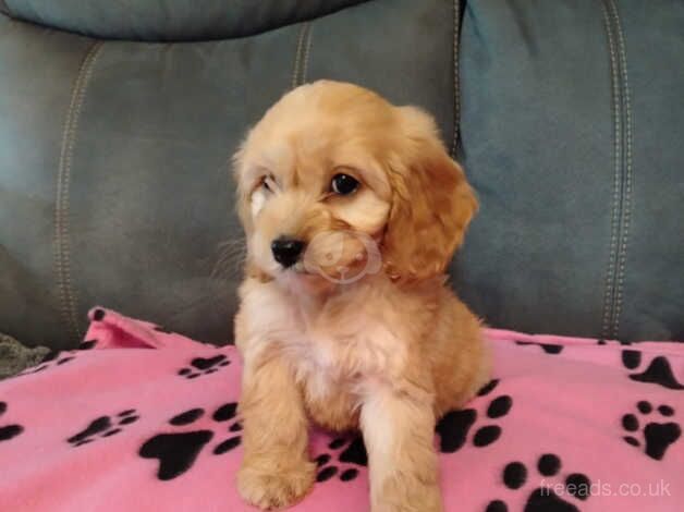 Cockapoo puppies for sale in Newtownabbey, County Antrim – 1 year old - Image 3 of 5