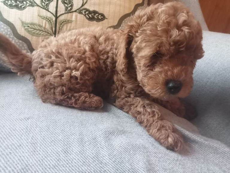 Cockapoo puppies for sale in Omagh, County Tyrone – KC registered, 3 months old