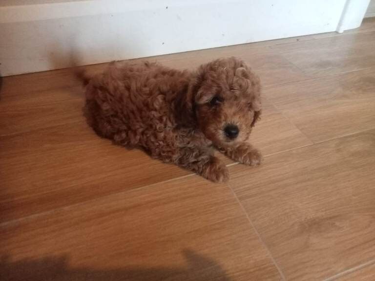 Miniature cockapoo red f1b puppies - Image 2 of 3