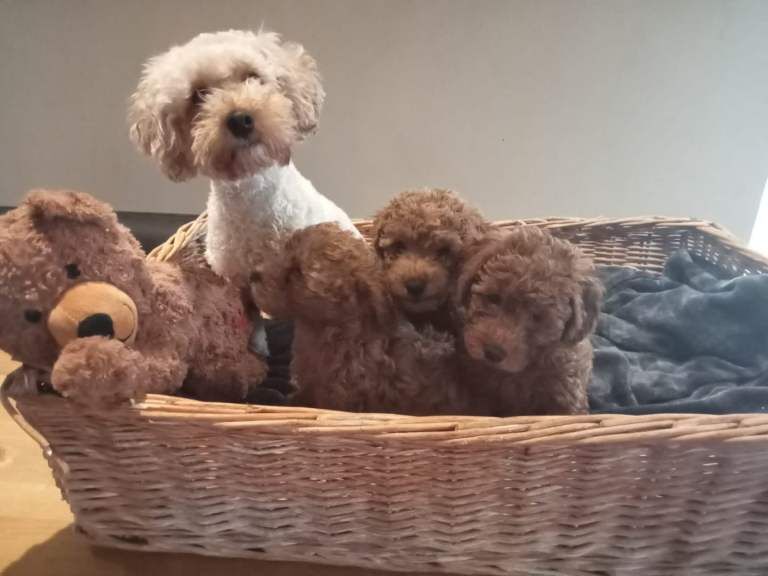 Miniature cockapoo red f1b puppies - Image 3 of 3