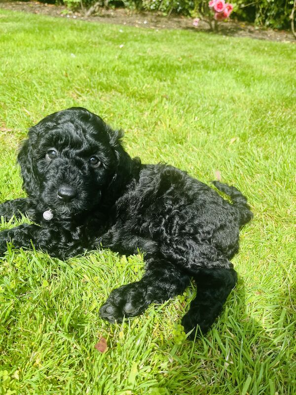 Miniature Cockapoo's for sale in Withernsea, East Riding of Yorkshire | Image 2