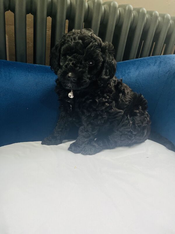 Cockapoo puppies for sale in Withernsea, East Riding of Yorkshire – 1 year old - Image 3 of 12