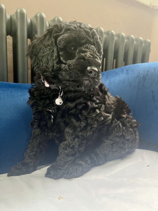 Miniature Cockapoo's for sale in Withernsea, East Riding of Yorkshire | Image 4