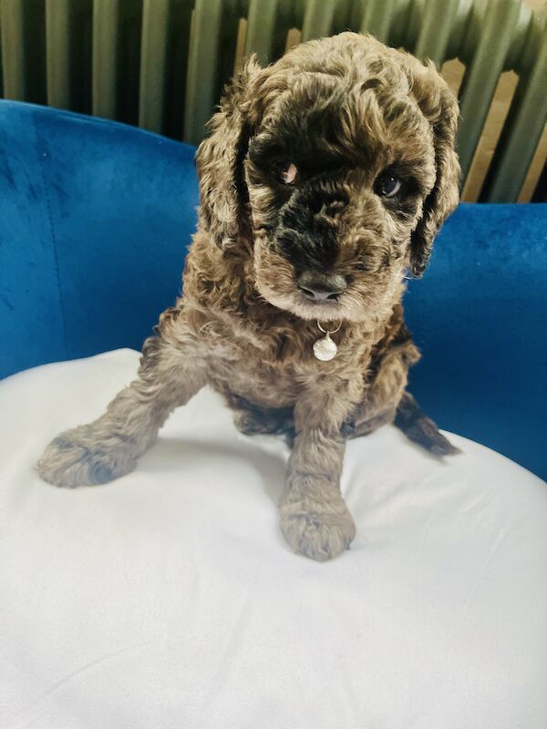 Cockapoo puppies for sale in Withernsea, East Riding of Yorkshire – 1 year old - Image 7 of 12