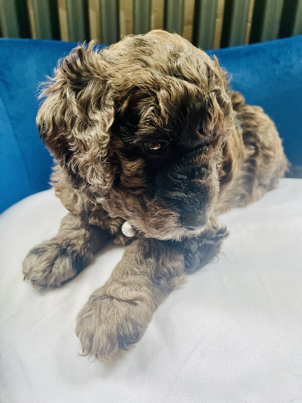 Cockapoo puppies for sale in Withernsea, East Riding of Yorkshire – 1 year old - Image 8 of 12