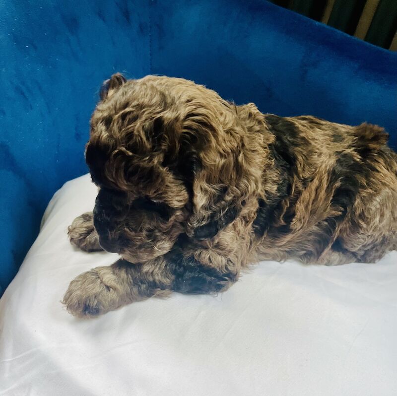 Cockapoo puppies for sale in Withernsea, East Riding of Yorkshire – 1 year old - Image 9 of 12