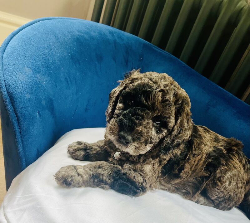 Cockapoo puppies for sale in Withernsea, East Riding of Yorkshire – 1 year old - Image 10 of 12