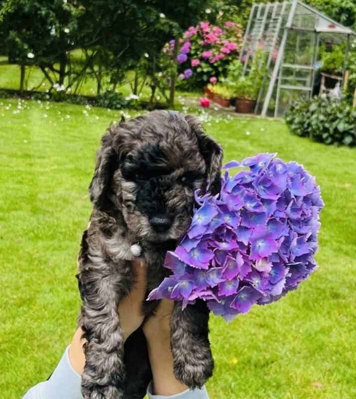 Cockapoo puppies for sale in Withernsea, East Riding of Yorkshire – 1 year old - Image 11 of 12