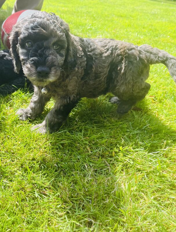 Cockapoo puppies for sale in Withernsea, East Riding of Yorkshire – 1 year old - Image 12 of 12