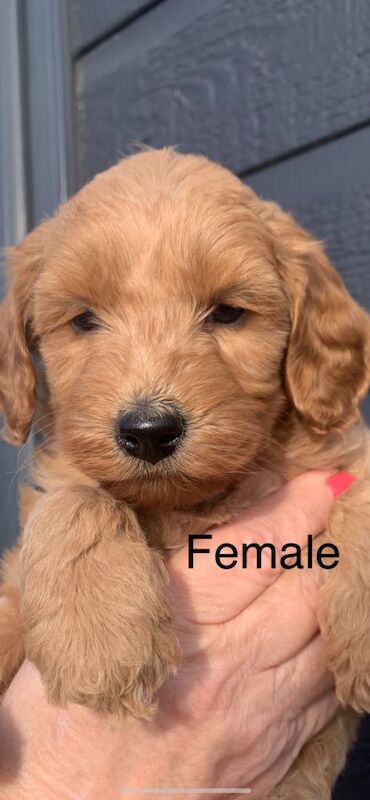 Miniature Cockapoo Puppies For Sale