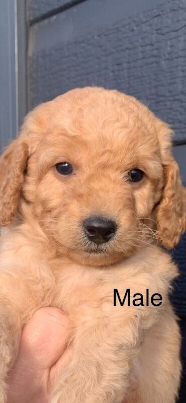 Miniature Cockapoos F1B - Image 2 of 3