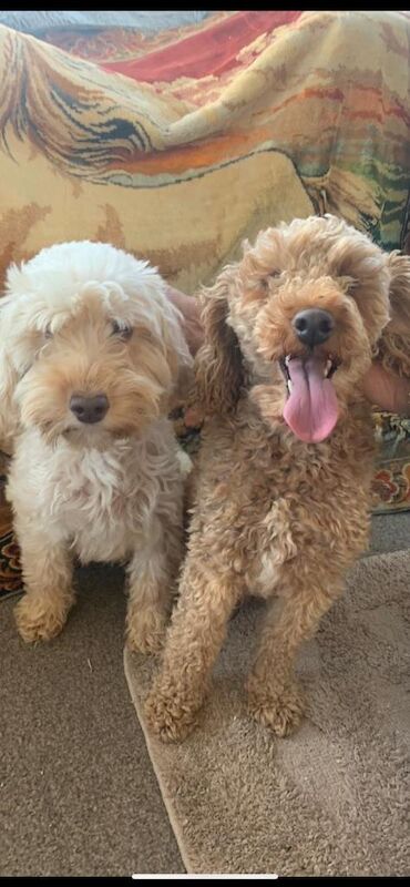 Miniature Cockapoos F1B - Image 3 of 3