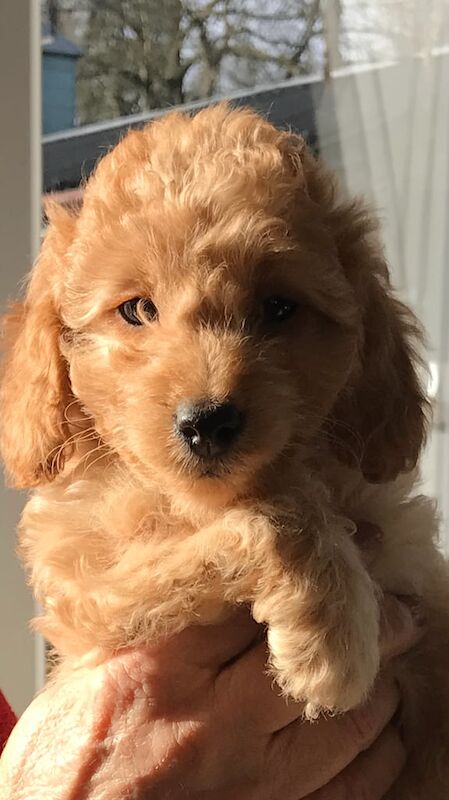 Cockapoo puppies for sale in Horley, Surrey – 12 months old - Image 2 of 3