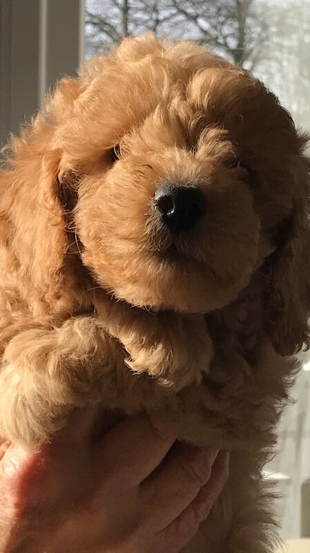 Cockapoo puppies for sale in Horley, Surrey – 12 months old - Image 3 of 3