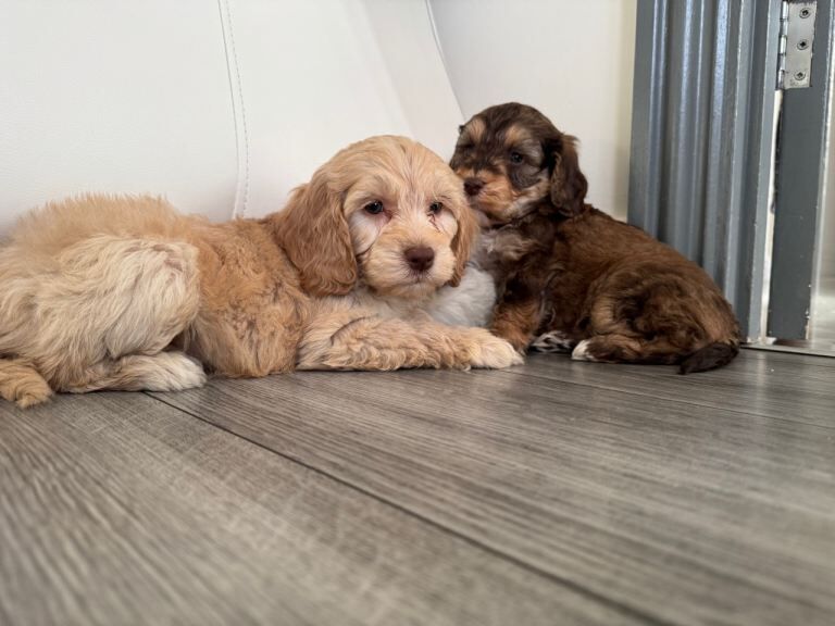 Cockapoo puppies for sale in Basildon, Essex – 8 weeks old