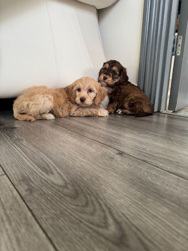 Cockapoo puppies for sale in Basildon, Essex – 8 weeks old - Image 2 of 3