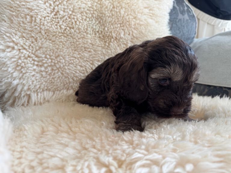 Cockapoo puppies for sale in Basildon, Essex – 8 weeks old - Image 3 of 3