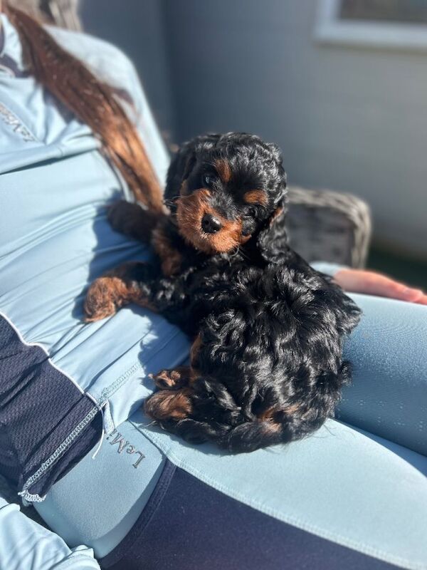 Miniature cockerpoo puppies - Image 2 of 4