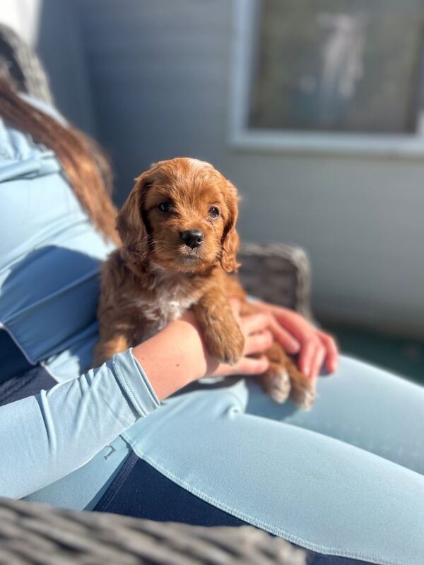 Miniature cockerpoo puppies - Image 3 of 4