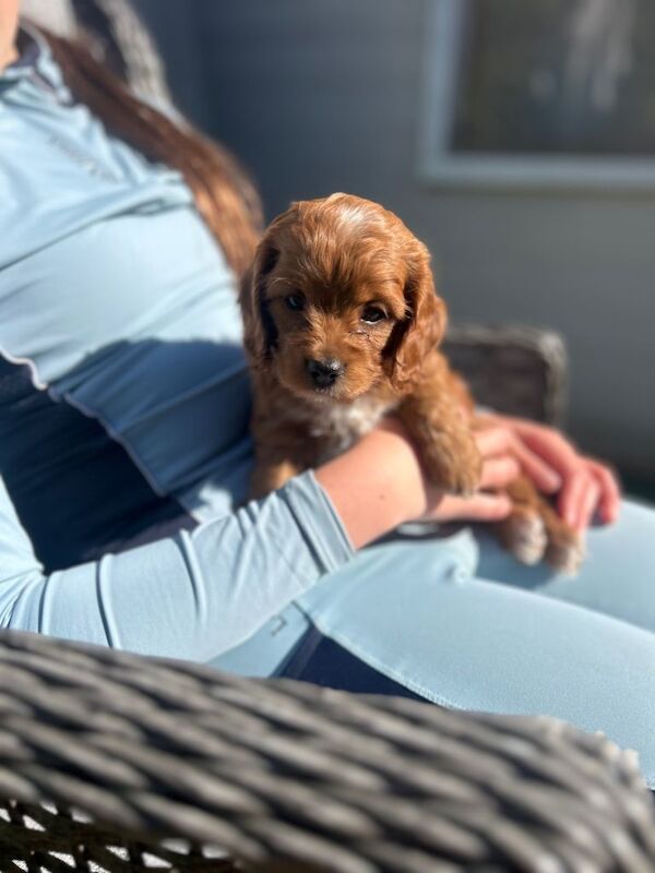 Miniature cockerpoo puppies - Image 4 of 4