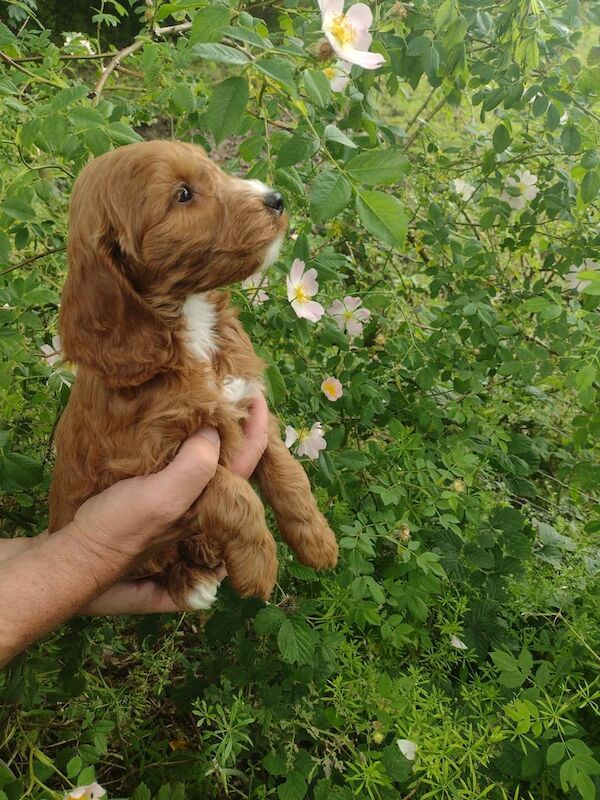 Miniature F1 cockapoo puppies for sale in Maguiresbridge, County Fermanagh